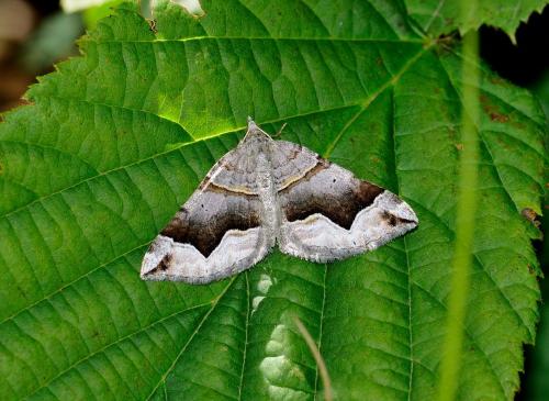 Réf. 116 352 : Scotopteryx moeniata