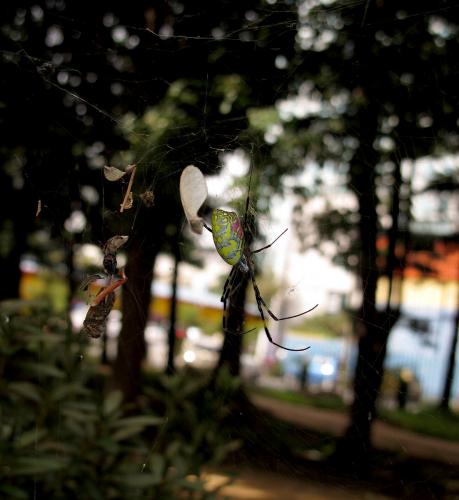 Réf. 116 715 : Trichonephila clavata
