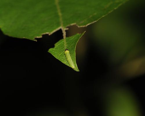 Apatura iris