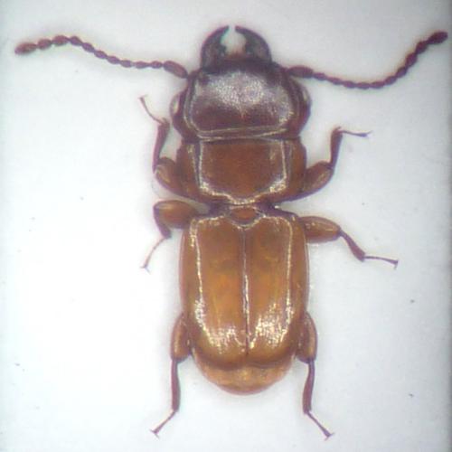 Cucujinus sp.