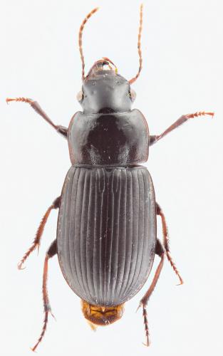 Harpalus laevipes