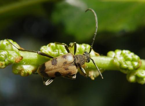 Réf. 116 928 : Pachytodes cerambyciformis
