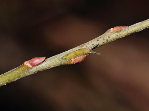 Apatura iris