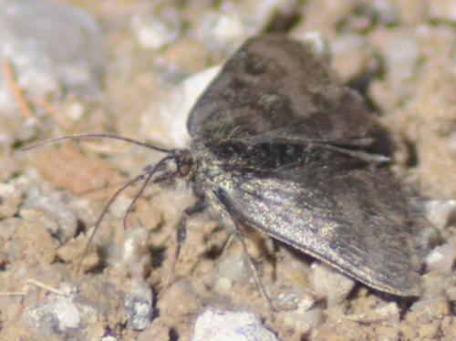 Metaxmeste sp.