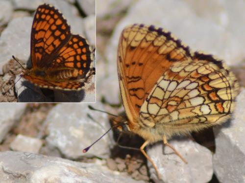 Melitaea athalia celadussa
