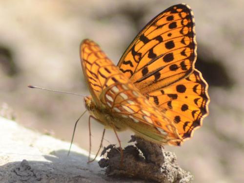 Argynnis adippe