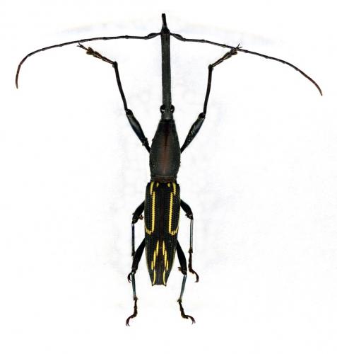 Réf. 116 039 : Nemorhinus myrmecophaga