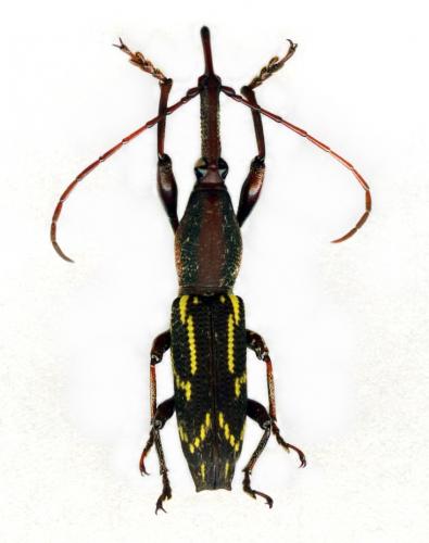 Réf. 116 041 : Nemorhinus myrmecophaga