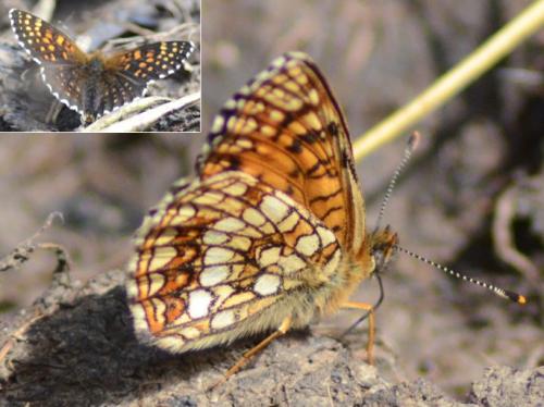 Melitaea diamina