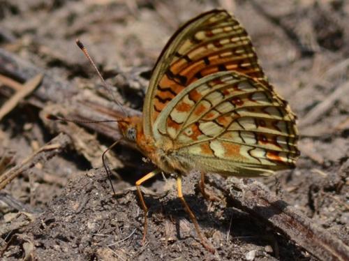 Argynnis niobe
