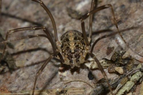 Réf. 116 459 : Nelima doriae