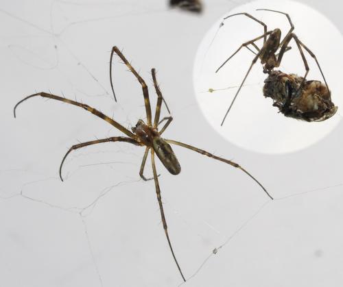 Réf. 116 655 : Trichonephila clavata