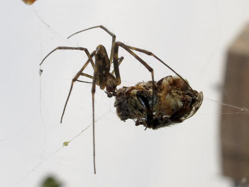 Réf. 116 713 : Trichonephila clavata