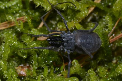 Ischyropsalis luteipes