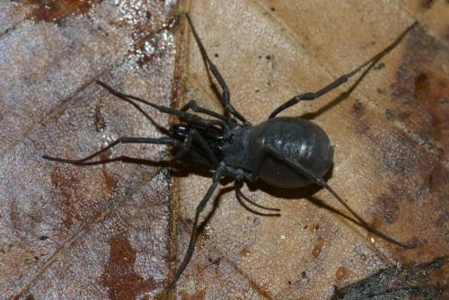 Ischyropsalis luteipes