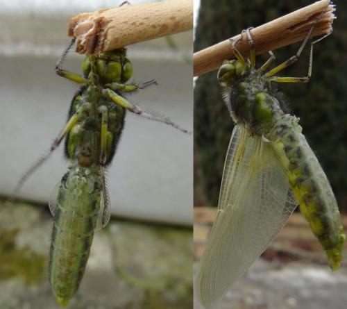 Libellula depressa