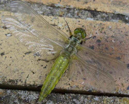 Libellula depressa