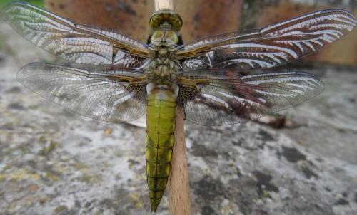 Libellula depressa