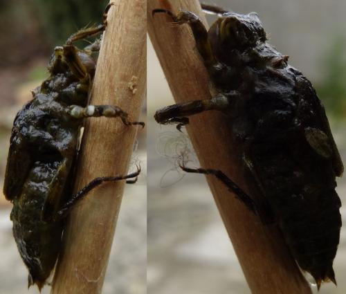 Libellula depressa