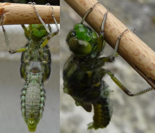 Libellula depressa
