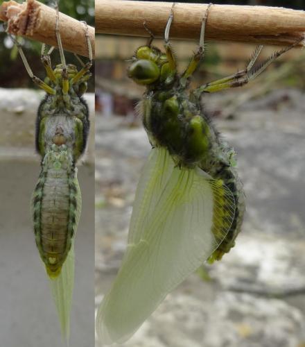 Libellula depressa