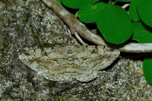 Peribatodes rhomboidaria