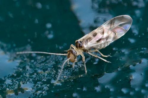 Graphopsocus cruciatus