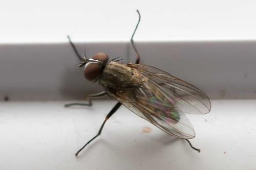 Fannia canicularis