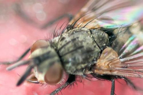 Cyzenis albicans