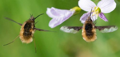 Bombylius major