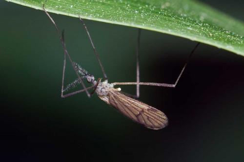 Réf. 116 972 : Ormosia lineata