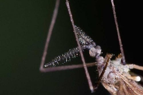 Réf. 116 973 : Ormosia lineata