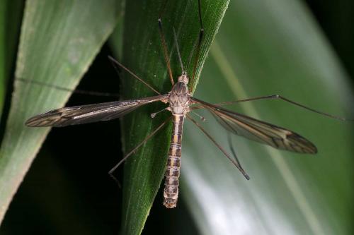 Réf. 116 970 : Tipula sp.
