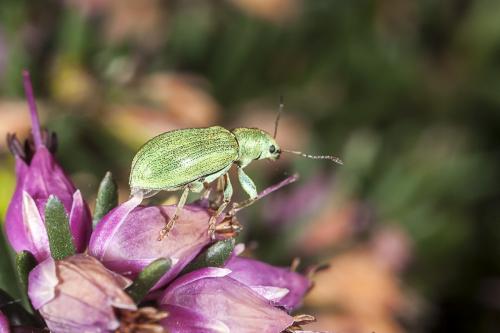 Réf. 116 797 : Pachyrhinus lethierryi