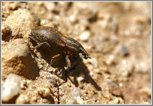 Pseudocleonus cinereus
