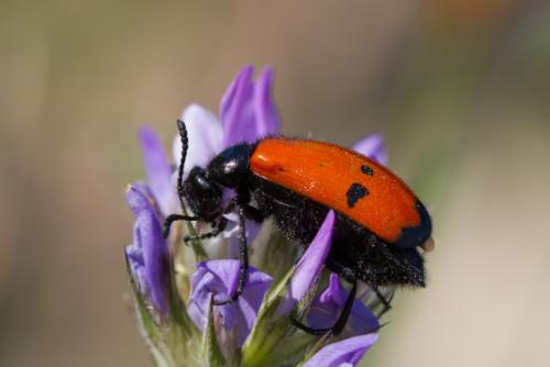 Réf. 116 657 : Mylabris quadripunctata