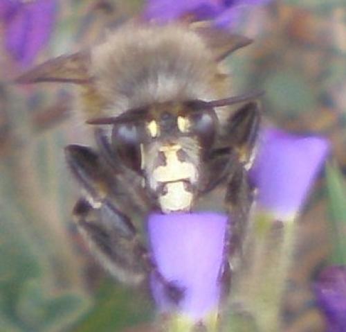Anthophora plumipes