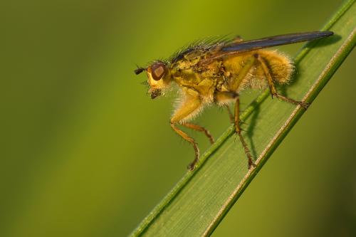 Scathophaga stercoraria