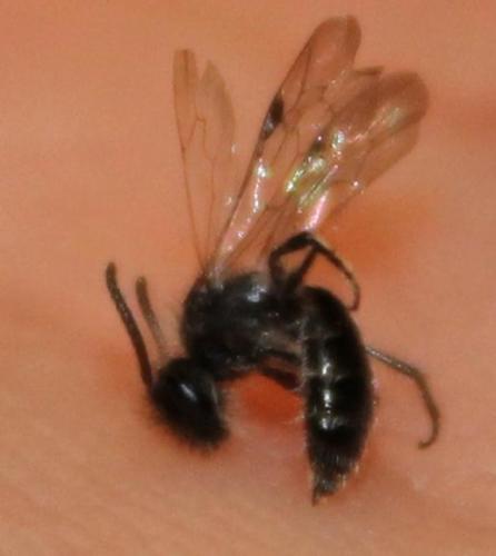 Andrena sp.