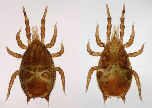 Sejus togatus