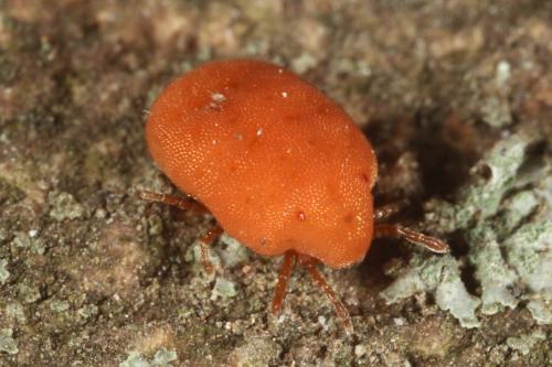 Calyptostoma velutinus
