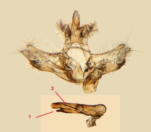 Acleris ferrugana