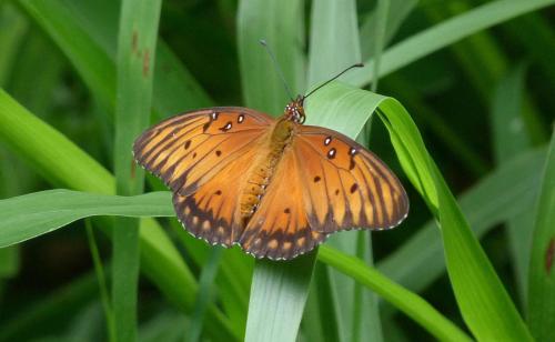 Réf. 116 607 : Agraulis vanillae