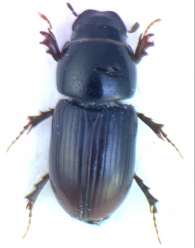 Réf. 116 883 : Calamosternus granarius