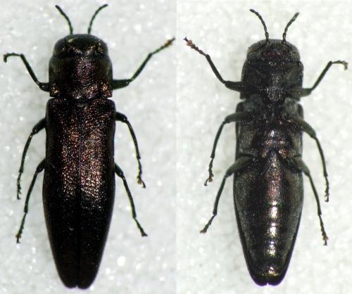 Réf. 116 573 : Agrilus convexicollis