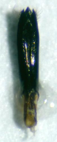 Réf. 116 574 : Agrilus convexicollis