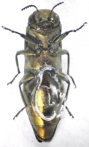 Réf. 116 075 : Agrilus viridicaerulans rubi