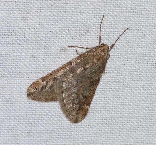 Réf. 116 725 : Alsophila aescularia