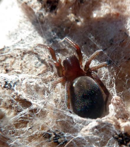 Réf. 116 354 : Amaurobius erberi