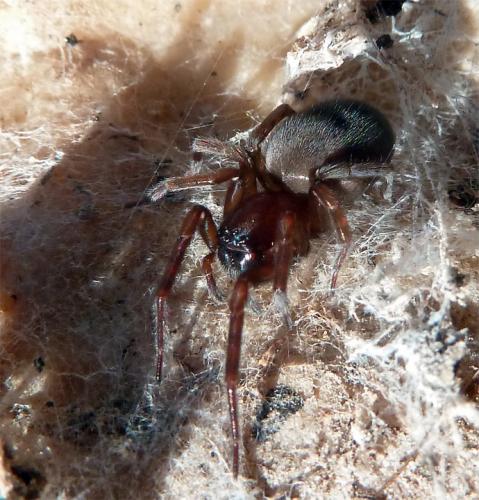 Réf. 116 355 : Amaurobius erberi